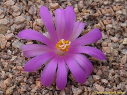Ariocarpus kotschoubayanus 263